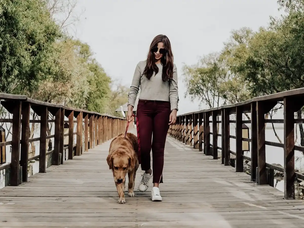 Professional dog walking service in Fairfield County CT Professional dog walking service in action