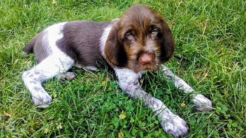 Puppy Visits