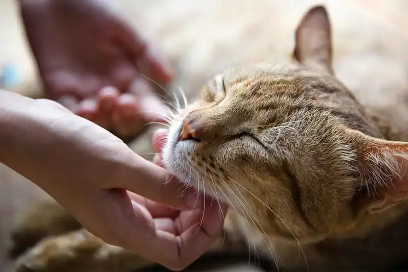 Professional cat care and pet sitting in Trumbull CT